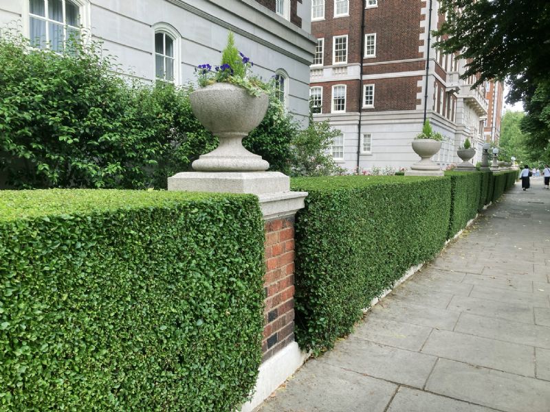 Instant Hedge Green Privet (Ligustrum ovalifolium) in trough